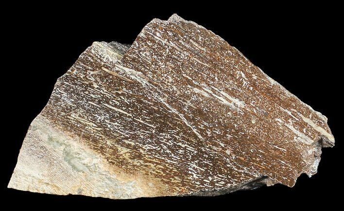 Polished Pliosaur (Liopleurodon) Bone - England #53474